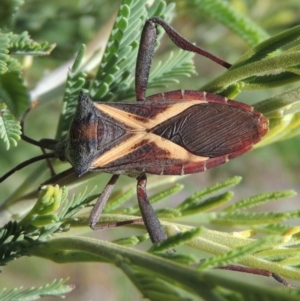 Mictis profana at Paddys River, ACT - 26 Feb 2017