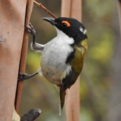 Melithreptus lunatus (White-naped Honeyeater) at Paddys River, ACT - 1 Mar 2017 by JohnBundock