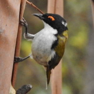 Melithreptus lunatus at Paddys River, ACT - 1 Mar 2017