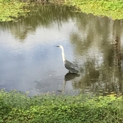 Ardea pacifica (White-necked Heron) at Hackett, ACT - 3 Mar 2017 by AaronClausen