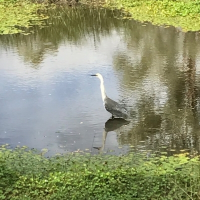 Ardea pacifica (White-necked Heron) at Hackett, ACT - 3 Mar 2017 by AaronClausen