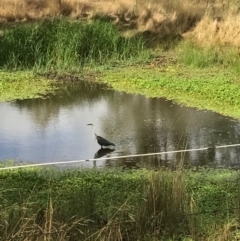 Ardea pacifica at Hackett, ACT - 3 Mar 2017 03:54 PM