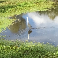 Ardea pacifica at Hackett, ACT - 3 Mar 2017 03:54 PM