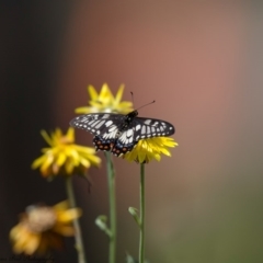 Papilio anactus (Dainty Swallowtail) at Acton, ACT - 3 Mar 2017 by Roger