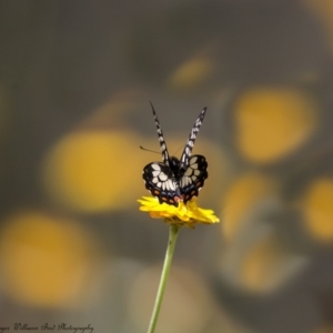 Papilio anactus at Acton, ACT - 3 Mar 2017