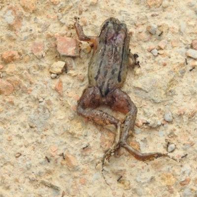 Limnodynastes peronii (Brown-striped Frog) at Fyshwick, ACT - 2 Mar 2017 by Qwerty