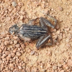 Limnodynastes peronii (Brown-striped Frog) at Jerrabomberra Wetlands - 3 Mar 2017 by Qwerty