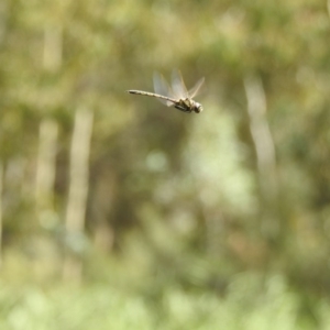 Hemicordulia tau at Paddys River, ACT - 1 Mar 2017 12:00 AM