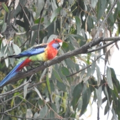 Platycercus elegans x eximius (hybrid) (Crimson x Eastern Rosella (hybrid)) at Fadden, ACT - 30 Oct 2016 by ArcherCallaway