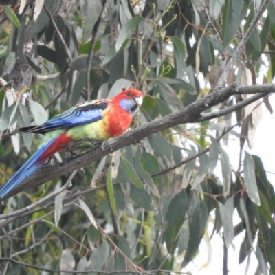 Platycercus elegans x eximius (hybrid) (Crimson x Eastern Rosella (hybrid)) at Fadden, ACT - 29 Oct 2016 by RyuCallaway