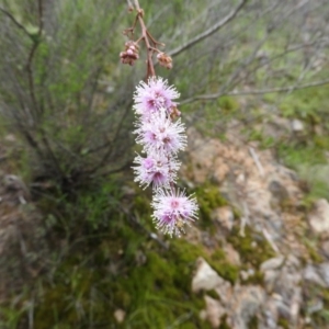 Kunzea parvifolia at Fadden, ACT - 30 Oct 2016