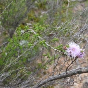 Kunzea parvifolia at Fadden, ACT - 30 Oct 2016