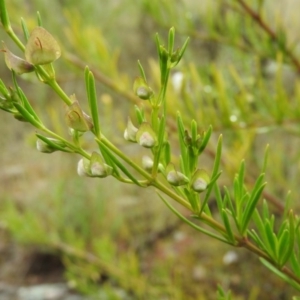 Prostanthera nivea var. nivea at Fadden, ACT - 30 Oct 2016