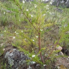 Prostanthera nivea var. nivea at Fadden, ACT - 30 Oct 2016