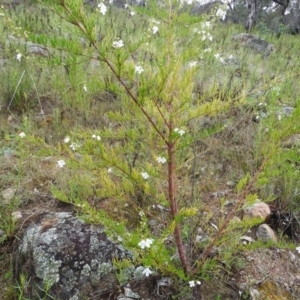 Prostanthera nivea var. nivea at Fadden, ACT - 30 Oct 2016