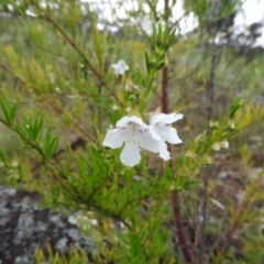 Prostanthera nivea var. nivea at Fadden, ACT - 30 Oct 2016