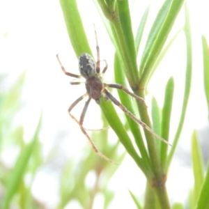 Hortophora transmarina at Fadden, ACT - 30 Oct 2016 09:19 AM