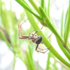 Hortophora transmarina at Fadden, ACT - 30 Oct 2016