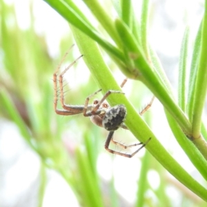 Hortophora transmarina at Fadden, ACT - 30 Oct 2016 09:19 AM