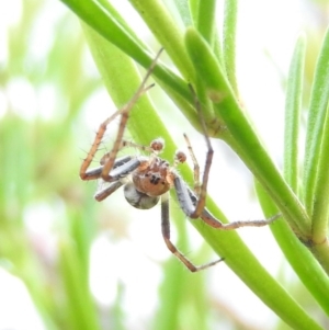 Hortophora transmarina at Fadden, ACT - 30 Oct 2016