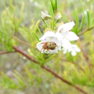 Araneus hamiltoni at Fadden, ACT - 30 Oct 2016