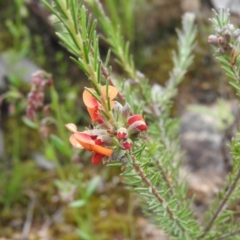 Dillwynia sericea at Fadden, ACT - 30 Oct 2016