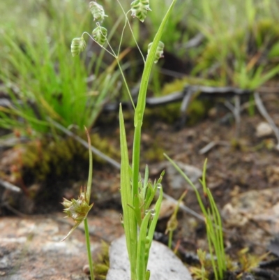 Briza maxima (Quaking Grass, Blowfly Grass) at Fadden, ACT - 30 Oct 2016 by ArcherCallaway