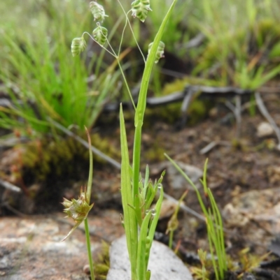 Briza maxima (Quaking Grass, Blowfly Grass) at Fadden, ACT - 29 Oct 2016 by RyuCallaway