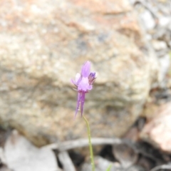 Linaria pelisseriana (Pelisser's Toadflax) at Wanniassa Hill - 29 Oct 2016 by RyuCallaway