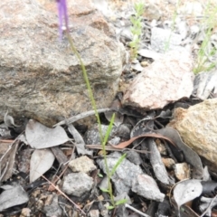 Linaria pelisseriana at Fadden, ACT - 30 Oct 2016 09:26 AM