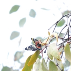 Delias harpalyce (Imperial Jezebel) at Fadden, ACT - 30 Oct 2016 by ArcherCallaway