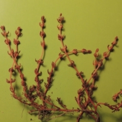 Myriophyllum verrucosum (Red Water-milfoil) at Greenway, ACT - 27 Feb 2017 by michaelb