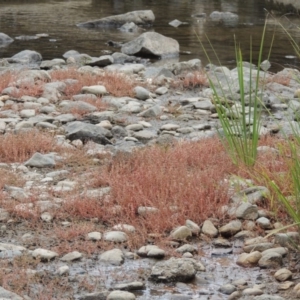 Myriophyllum verrucosum at Paddys River, ACT - 2 Mar 2017