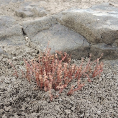 Myriophyllum verrucosum (Red Water-milfoil) at Paddys River, ACT - 2 Mar 2017 by michaelb