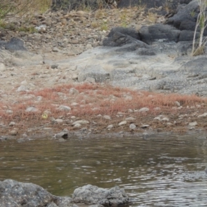 Myriophyllum verrucosum at Paddys River, ACT - 2 Mar 2017