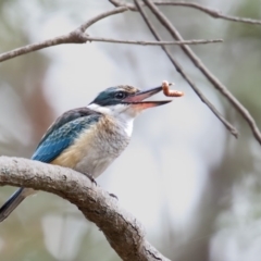 Todiramphus sanctus (Sacred Kingfisher) at Eden, NSW - 1 Mar 2017 by Leo