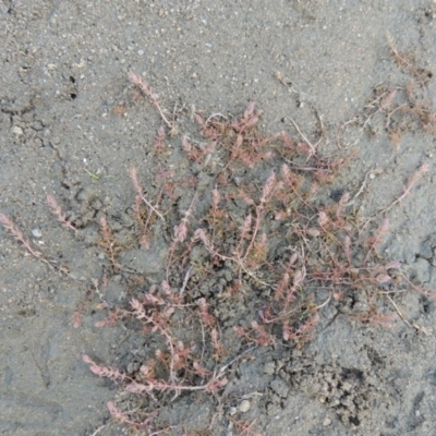 Myriophyllum verrucosum (Red Water-milfoil) at Pine Island to Point Hut - 2 Mar 2017 by michaelb