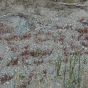 Myriophyllum verrucosum at Paddys River, ACT - 2 Mar 2017 07:57 PM