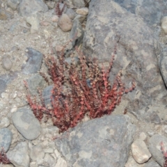 Myriophyllum verrucosum at Paddys River, ACT - 2 Mar 2017 08:04 PM