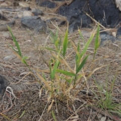 Isachne globosa (Swamp Millet) at Paddys River, ACT - 2 Mar 2017 by michaelb