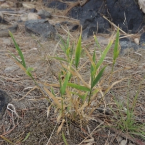 Isachne globosa at Paddys River, ACT - 2 Mar 2017 07:29 PM