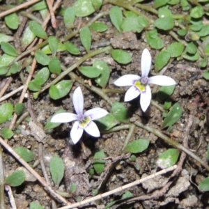 Isotoma fluviatilis subsp. australis at Bonython, ACT - 2 Mar 2017