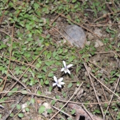 Isotoma fluviatilis subsp. australis at Bonython, ACT - 2 Mar 2017