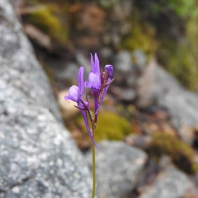 Linaria pelisseriana (Pelisser's Toadflax) at Wanniassa Hill - 29 Oct 2016 by RyuCallaway