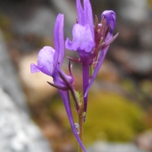 Linaria pelisseriana at Fadden, ACT - 30 Oct 2016