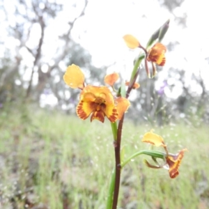 Diuris semilunulata at Fadden, ACT - suppressed