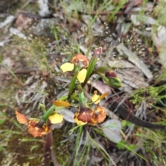 Diuris semilunulata at Fadden, ACT - suppressed