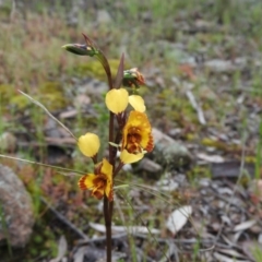 Diuris semilunulata at Fadden, ACT - 30 Oct 2016