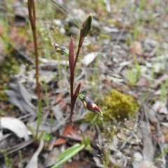 Diuris semilunulata at Fadden, ACT - suppressed