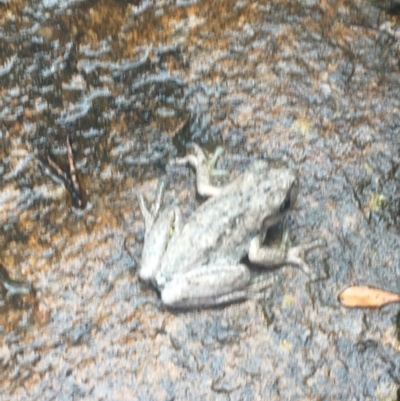 Litoria peronii (Peron's Tree Frog, Emerald Spotted Tree Frog) at Fadden, ACT - 4 Mar 2017 by Nicolelawder